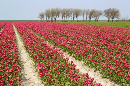 rows of red tulips の写真素材