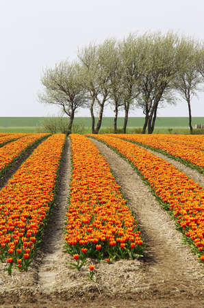 tulip field with row of trees in the background の写真素材