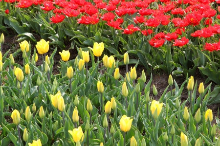 different colorful rows of tulips on a tulip field in Friesland Holland  の写真素材