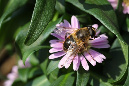 bee feeding on plantの写真素材