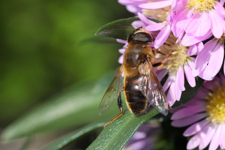 bee feeding on plant