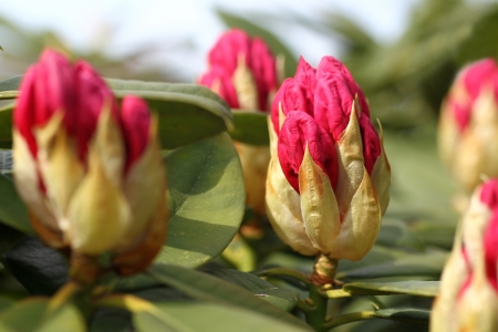 opening red rhododendron buds in early spring の写真素材