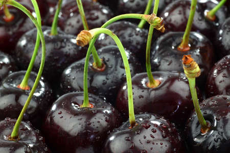 bunch of shiny fresh black sweet cherries background の写真素材