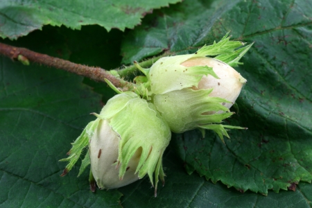 background with hazelnuts on some green leaves of the hazelnut treeの写真素材