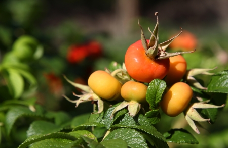 colorful rose hip in august の写真素材