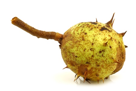 freshly fallen chestnut on a white background の写真素材
