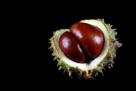 freshly fallen chestnuts on a black background の写真素材