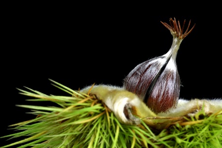 fresh green sweet chestnuts on a black background の写真素材