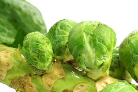 brussel sprouts stem on a white background の写真素材