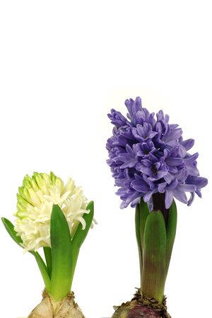 colorful flowering hyacinths on a white background の写真素材