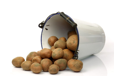 bunch of potatoes coming out of an old enamel bucket on a white background の写真素材