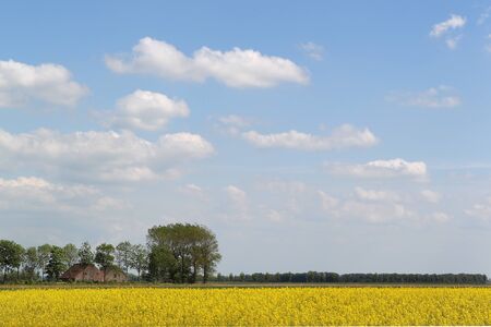 flowering colza field against blue sky with clouds in Friesland Hollandの写真素材