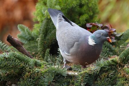 wood pigeon columba palumbus  in a winter garden の写真素材