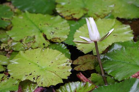 beautiful water lily with some leaves on a pond in Friesland Holland  の写真素材