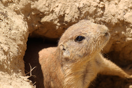 cute little prairie dog coming from it s sandy burrow 