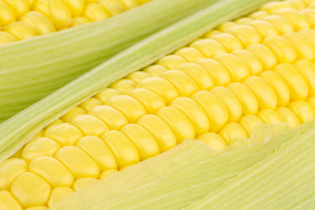 background of corn on the cob on a white background 