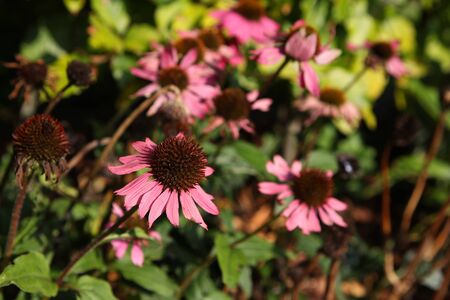 red rudbeckia flowers in the fall の写真素材