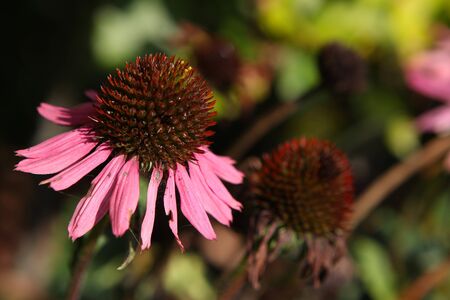 red rudbeckia flowers in the fall の写真素材