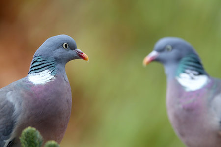 wood pigeons columba palumbus  in a winter garden 