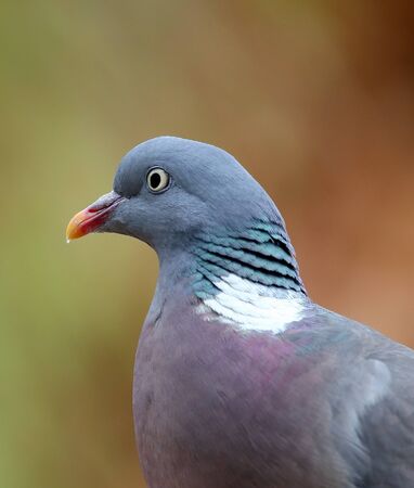 wood pigeon Columba palumbus  の写真素材