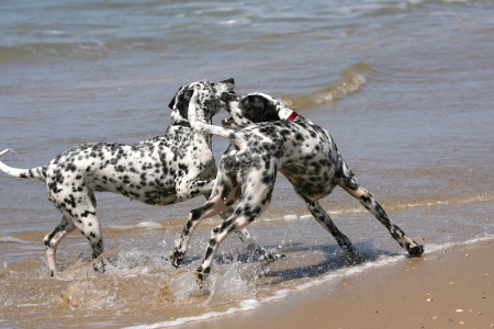 two dalmatians playing on the beach の写真素材