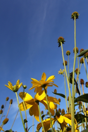 yellow flowers against blue skyの写真素材