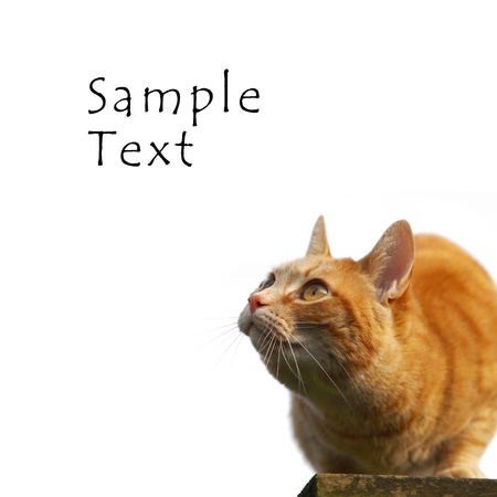 red cat looking up to your text or images の写真素材