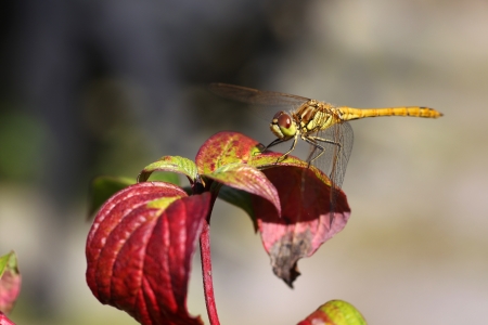 yellow dragonfly  Brachytron pratense  sitting on top of a plant の写真素材
