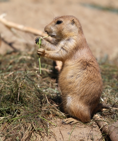 cute little prairie dog eating grass の写真素材