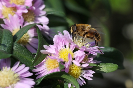 bee feeding on plant の写真素材
