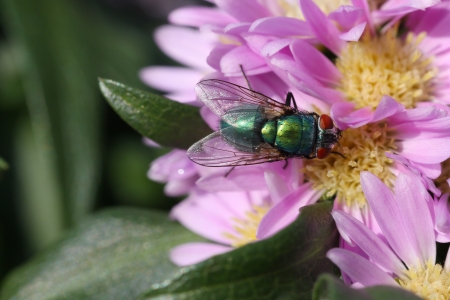 green bottle fly   Phaenicia sericata  feeding on a plant の写真素材