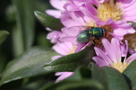 green bottle fly   Phaenicia sericata  feeding on a plant の写真素材