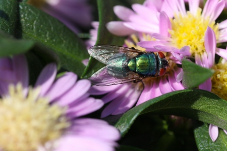 green bottle fly   Phaenicia sericata  feeding on a plantの写真素材