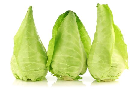 row of fresh green pointed cabbages on a white backgroundの写真素材