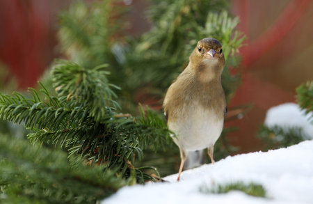 chaffinch  Fringilla coelebs  feeding in a garden in winterの写真素材