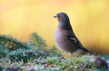 chaffinch  Fringilla coelebs  feeding in a garden in winterの写真素材