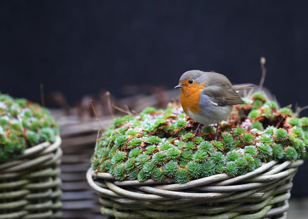 robin  Erithacus rubecula  in a winter garden