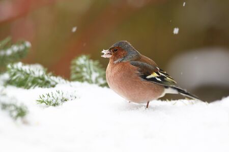 chaffinch  Fringilla coelebs  feeding in a garden in winterの写真素材