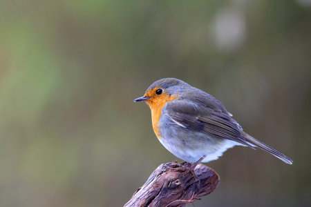 robin  Erithacus rubecula  in a winter garden