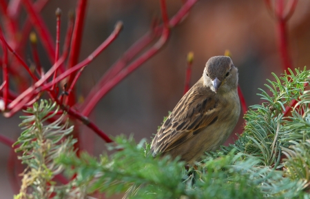  House Sparrow, Passer domesticus, in winter plumage restingの写真素材