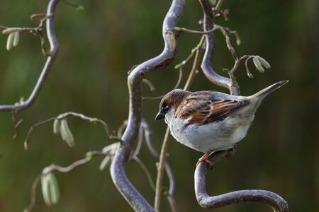 Male of House Sparrow, Passer domesticus, in winter plumage restingの写真素材