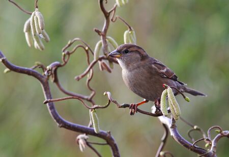 Male of House Sparrow, Passer domesticus, in winter plumage restingの写真素材