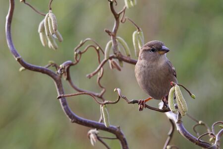 Male of House Sparrow, Passer domesticus, in winter plumage restingの写真素材
