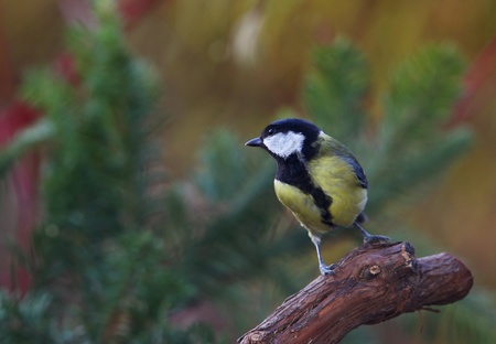 great tit  Parus major の写真素材