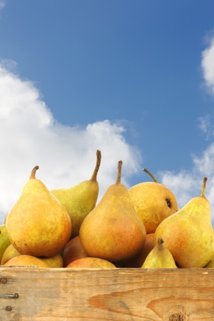 cooking pears  Gieser Wildeman  in a wooden crate against a blue sky with cloudsの写真素材
