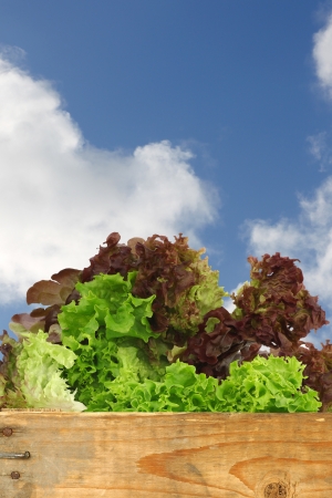 assorted lettuce in a wooden crate against a blue sky with cloudsの写真素材