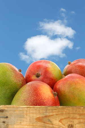 fresh mango fruits in a wooden crate against a blue sky with cloudsの写真素材