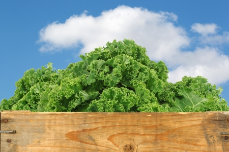 freshly harvested kale cabbage in a wooden crate against a blue sky with cloudsの写真素材