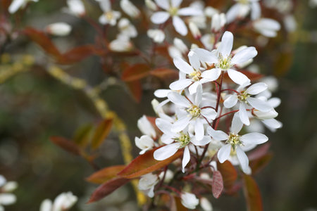 Flowering  raisin tree Amelanchier ovalis の写真素材