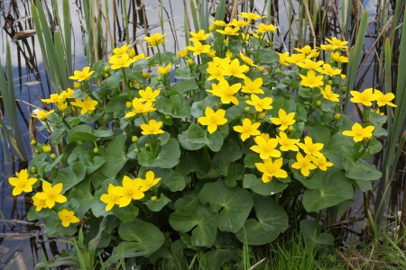 flowering marsh marigold  Caltha palustris subsp  palustris の写真素材
